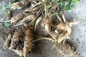 根部长得像人参，一斤能卖上200元，若有机会见到，记得好好珍惜图片