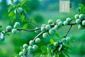 明日小暑，吃饺子就选这5种馅料，好吃又营养，夏天适合多吃点图片