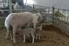 90后大学生辞职养羊，短短3年时间，掌握了“财富密码”图片