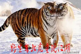 野生东北虎重现江湖 虎妈一胎四只虎崽 放归野外生长 看表现如何？图片