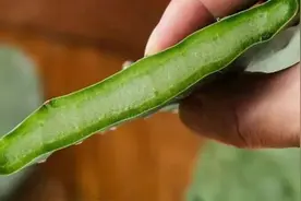 火锅、饮料、烧烤……仙人掌的N种吃法，你尝试过吗图片