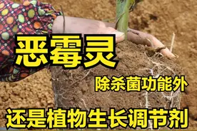 “恶霉灵”，除了消灭土害病菌外，还有重要的植物生长调节剂功能图片