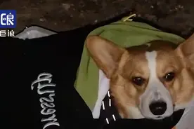 男子驱车40多公里救助被遗弃的柯基，当事人：它瘫痪了，只能再活三五年，会照顾好它图片