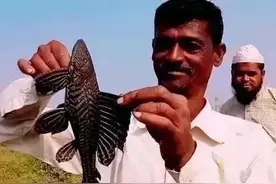 不能放生，不想养清道夫该怎么办？和小龙虾一个待遇？图片