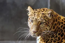 豹子吃过人类后，究竟有多么可怕？传奇猎人表示：食人豹防不胜防图片