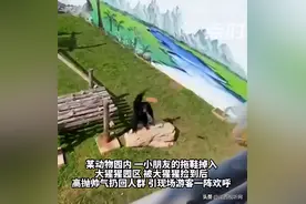 大猩猩帅气扔回游客掉落拖鞋 现场游客阵阵欢呼图片