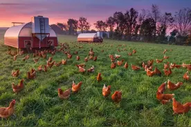 大叔80平米移动鸡舍养千只“跑步鸡”，跑够1百万步，3倍价格售卖图片