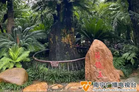 壮观！南宁上万株铁树开花了！图片