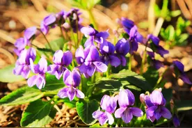 路边常见的野菜——紫花地丁，内服外敷，适用多种癌症图片