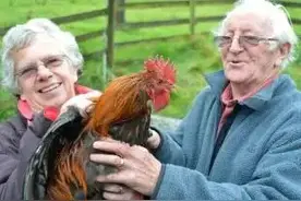 英国一公鸡被判“死刑”，只因按时打鸣，为何公鸡天亮就要打鸣？图片