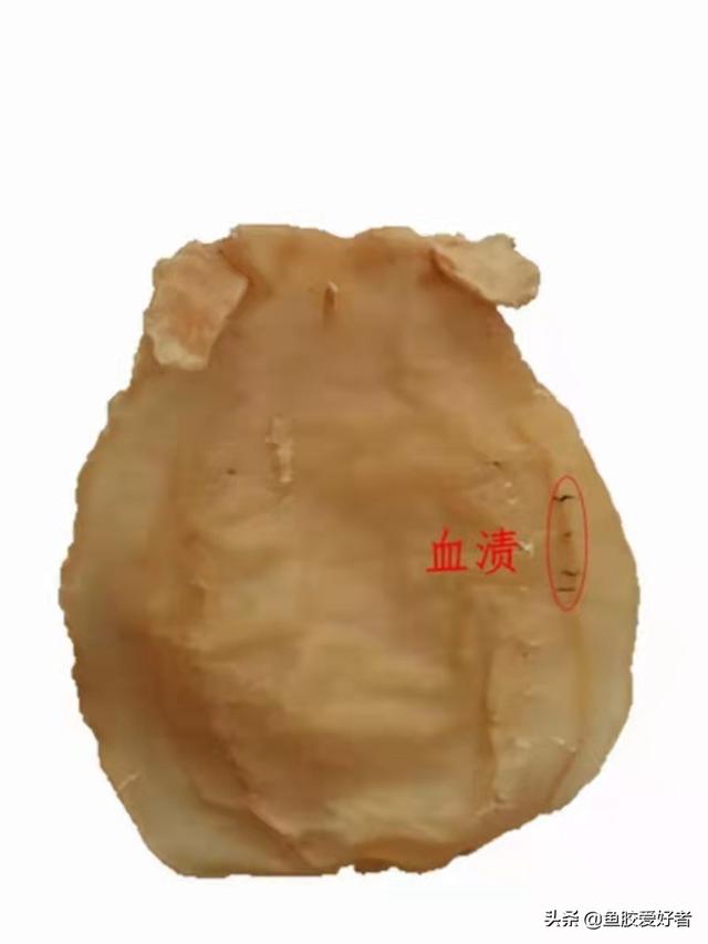 花胶上的血 2026年花胶的血丝洗不干净可以吃吗
