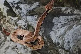 总以为眼镜蛇是最毒的，没想到它的致死率比眼镜蛇还要高图片