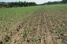 玉米出苗差，有这两种情况大面积出现的，必须毁种图片