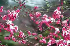 琴声悠扬 疫情渐远丨古琴曲《梅花三弄》图片