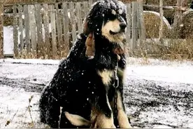 《狗王大黑的崛起》之狗王初问世 锋芒乍现再归缘主图片