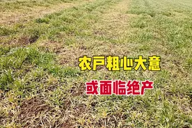 粗心大意酿大错！小麦和大蒜错打除草剂，庄稼整片枯黄或面临绝产图片