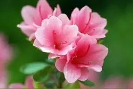 七言诗 长寿吟图片