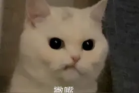 陕西发布霜冻蓝色预警！周末太阳去“流浪”…图片