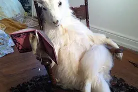 在中国代表吉祥的山羊，在西方就成淫乱恶魔？还会勾引男人犯错？图片