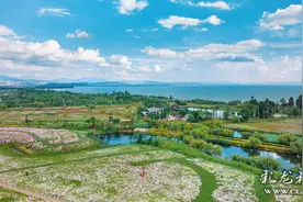 乐游云南（三十九）昆明呈贡：水明山秀，花海如潮图片