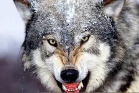 狼会把狗当同类吗图片