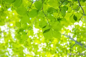 盛夏暑气重，少吃西瓜和甜瓜，多吃3种碱性水果，生津降火消暑气图片