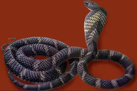 香蕉地发现眼镜王蛇，毒性可直接杀死一头大象，专家却要求放生？图片