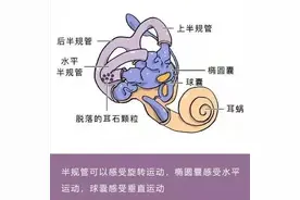 【答个疑】花样滑冰一场比赛旋转上百圈，羽生结弦们为何转不晕？图片