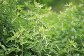 识本草丨百草之王——艾草图片