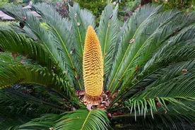 植物花朵的奇怪之处，从“小不点”到“巨人”图片