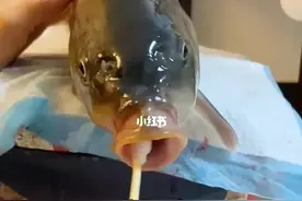 笑不活了，动物们也来防疫，猫狗羊来做核酸，好欢乐图片