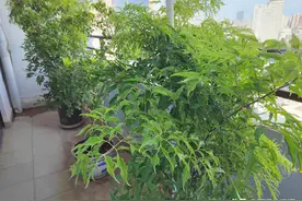 江湖仁义大哥—聂磊通过小贾，结识京城公子哥图片