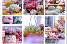 娜年娜月，平凡有趣！一路奔跑，一路生花图片