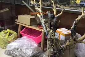 很多人分不清，黑色的都是叫海柳吗？图片