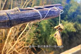 你知道吗？农村里的土布袋蛇其实是短尾蝮，如果被咬还请这样做图片