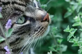 令猫欲罢不能的猫薄荷到底是个啥？图片