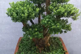 养了那么多年的植物，你知道小叶赤楠吗？其寓意与象征是什么？图片