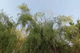 故事：大婶去挖野菜，发现树林里，藏着一个老头和一个年轻女子图片