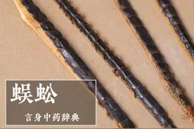 蜈蚣（息风止痉药）图片