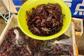 今年第一波小龙虾上市，你准备尝鲜吗？图片
