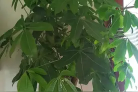 发财树不能买，寿命只有三个月，买回家绿油油，很快就会黄叶子图片