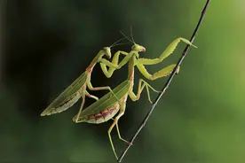 昆虫凶猛：螳螂，一种在交配中吃掉老公的昆虫！图片