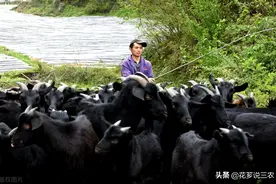 重达300斤的山羊品种，国内生长速度最快体型最大的努比亚黑山羊图片