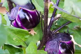 茄子和什么菜混种最好？与这几类作物套种，既可以共生还可以增效图片