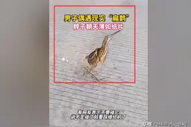 河南网友路遇“纸片鸟”，以为被车压扁，怪鸟眼睛却追着人转图片