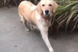 湖南一女子拜年路上，偶遇走丢一年的狗狗：一定是特别的缘分图片