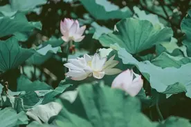 高考结束考驾照，C1、C2如何选？图片