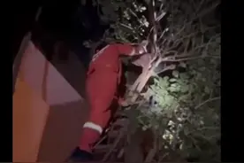 广东惠州一女子上树救猫结果一人一猫都被困，消防赶赴救援图片