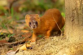 黄鼠狼怕什么？如何防止黄鼠狼祸害鸡群？老农建议养猫，有依据吗图片