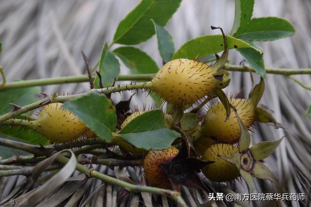 一味上能健脾止泻，中能补肾止遗，下能涩膀胱缩尿的中药｜金樱子